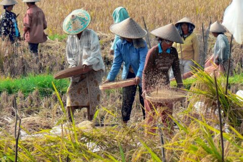 Indonesia, one of the world's major agricultural producerswinnowing, agricultural, indonesia, indonesia, indonesia, indonesia, indonesia, bali, rice