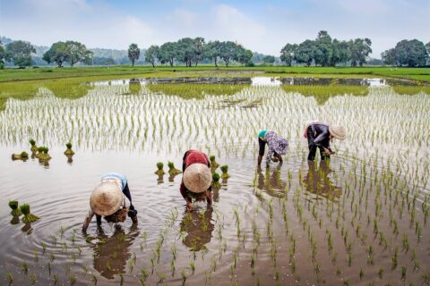The ASEAN Green Initiative: A Commitment to Biodiversity and Ecosystem Services